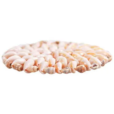 Sea Shell Coaster 110 Mm - Standart - 2