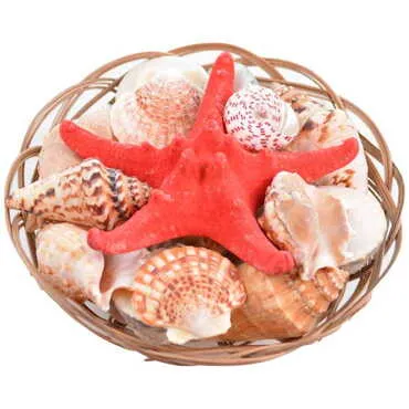 Toptan Midrib Shellpack 8" W/ Red Phil. Starfish  - Standart - 2