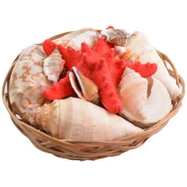 Sea Shell Cart Desktop Decor 150 Mm - Standart - 2