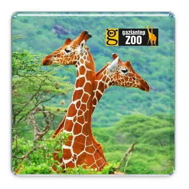 Toptan Hayvanat Bahçesi Temalı Myros Kare Magnet 65x65 mm