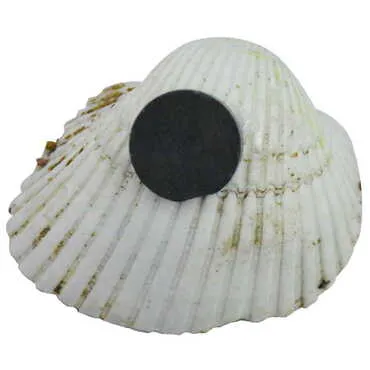 Kemer Themed Sea Shell Souvenir Fridge Magnet - 2